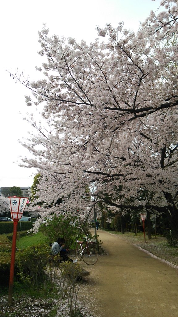 お花見