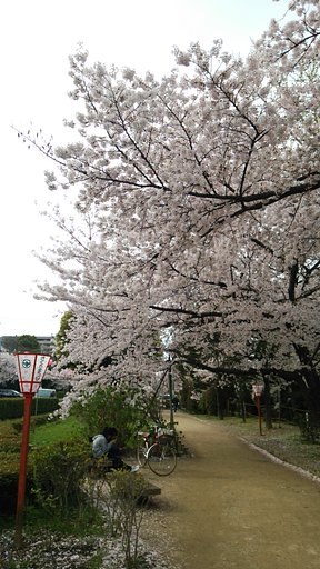 お花見