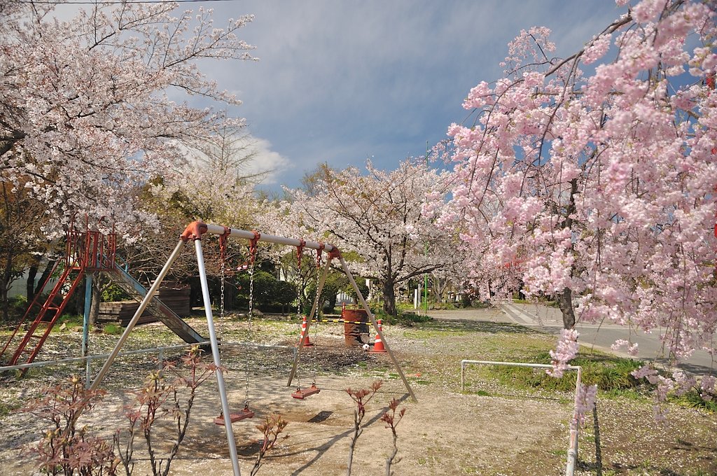 近所桜