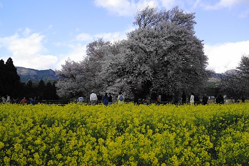 一心行の大桜