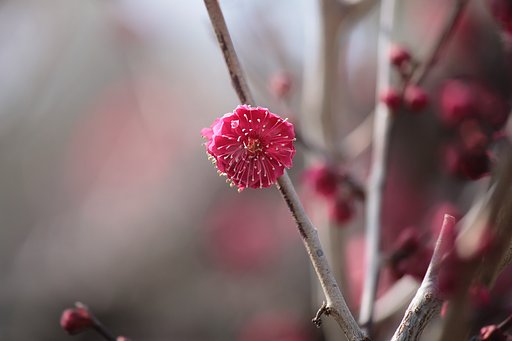 暖かそうな紅梅