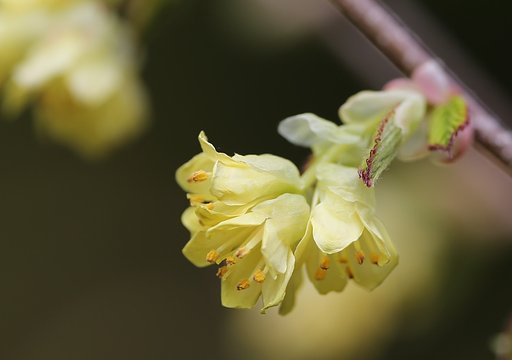 薄黄色の春