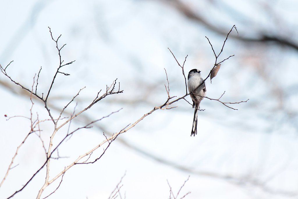 枯葉に夢中