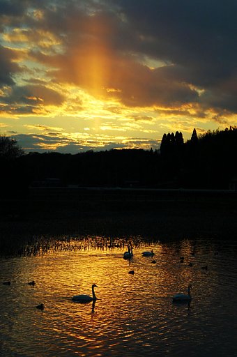 merryさんの”夕景　田尻池”