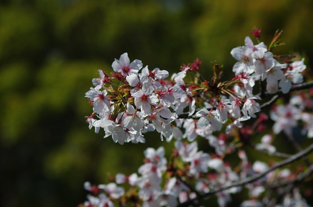 桜