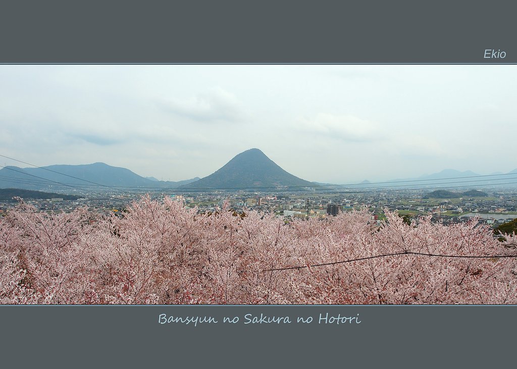 晩春の桜のほとり