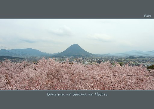 晩春の桜のほとり