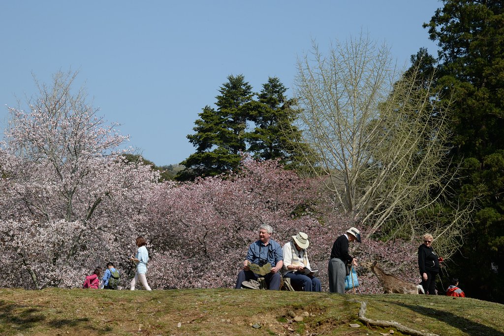 奈良の桜