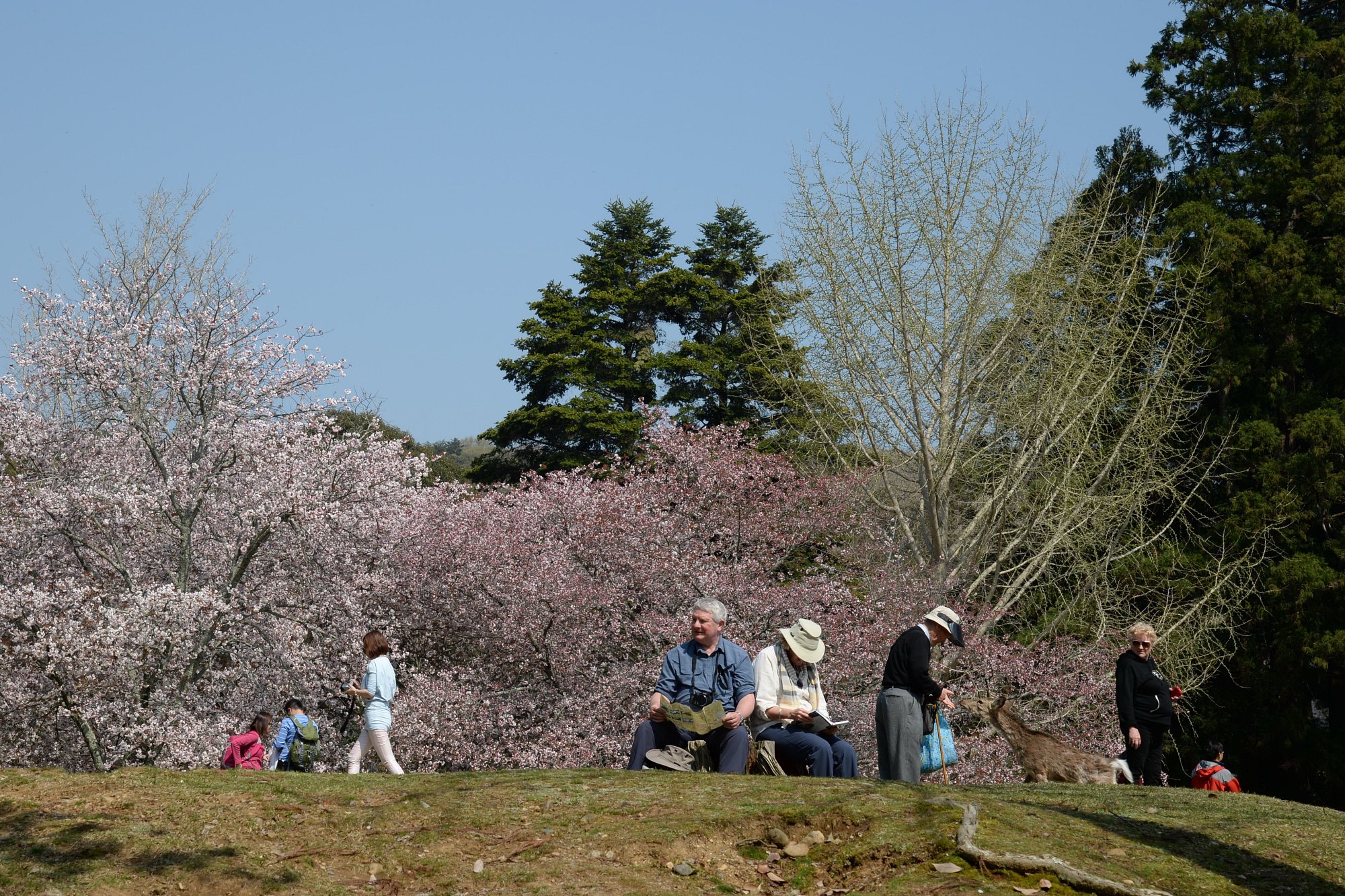 奈良の桜