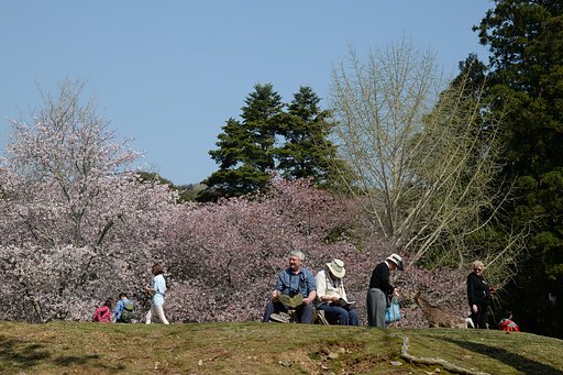奈良の桜