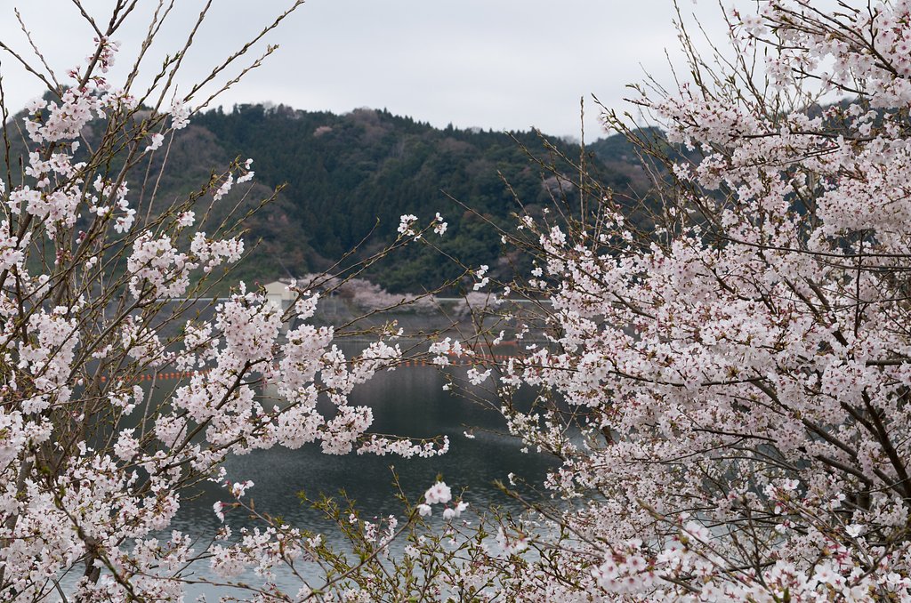 ダム湖