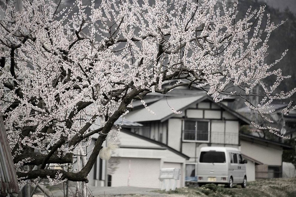 近所の梅の木