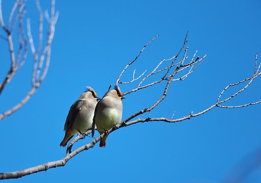 眼を飛ばす