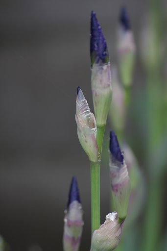 蕾