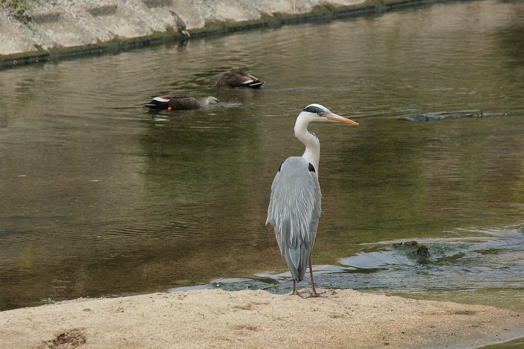 水辺の野鳥。大中小＾＾