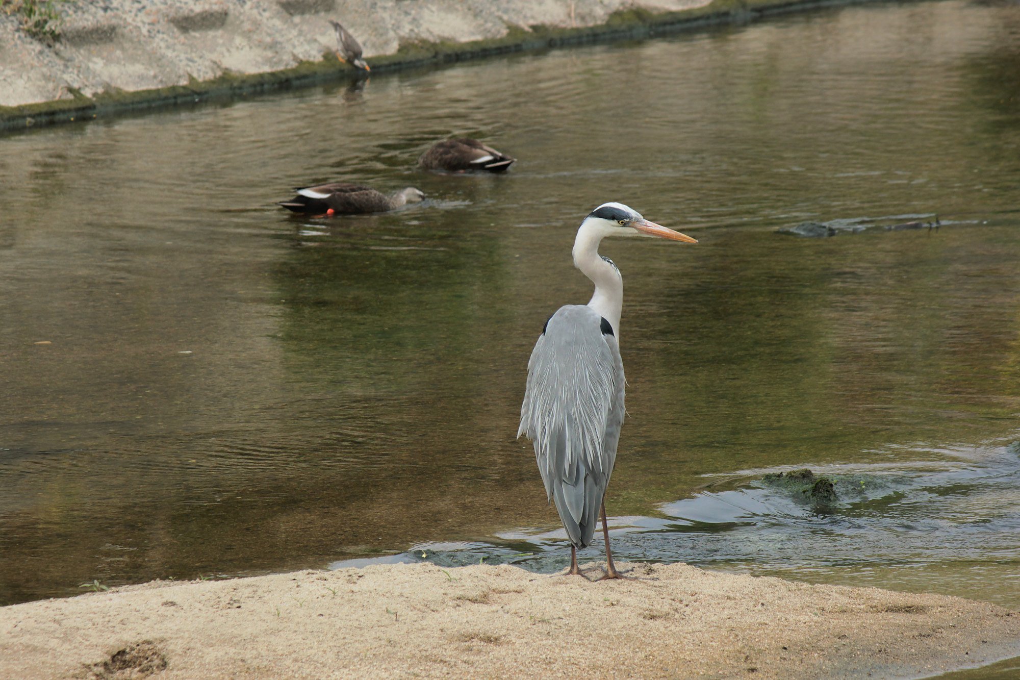 水辺の野鳥。大中小＾＾