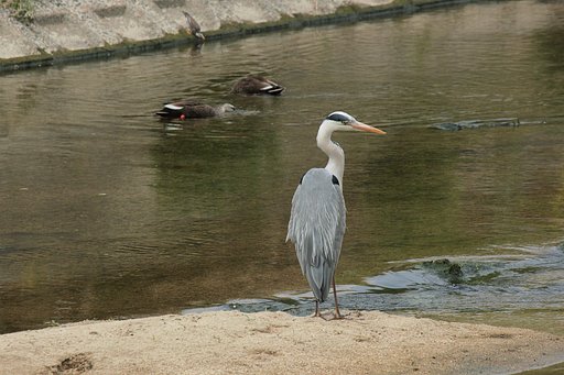 水辺の野鳥。大中小＾＾
