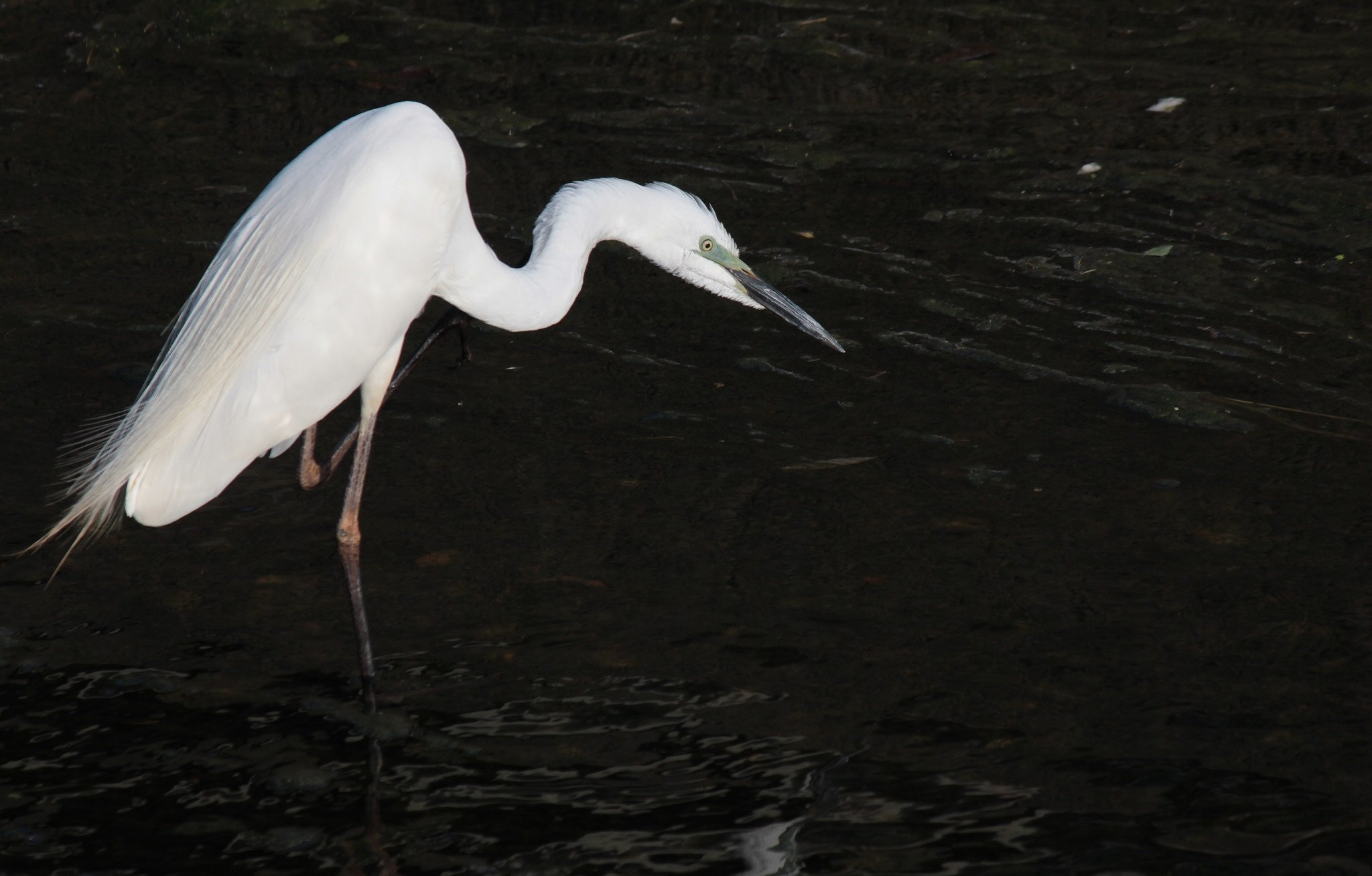 浅瀬に佇み一休み