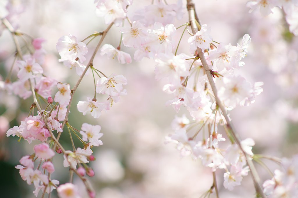 Sonnar 180mm F2.8(Y/C)