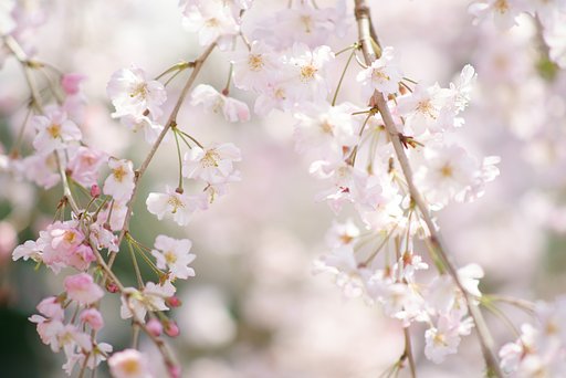 Sonnar 180mm F2.8(Y/C)