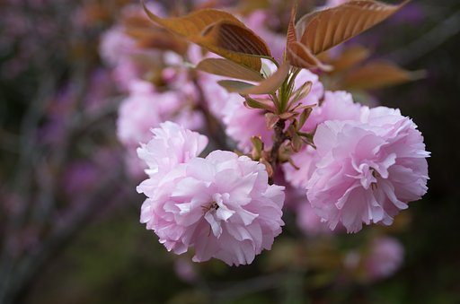 八重桜