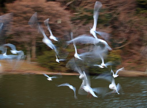 【動】止めないカモメ