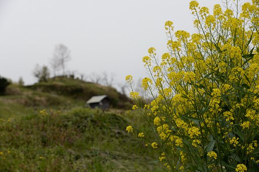 菜の花