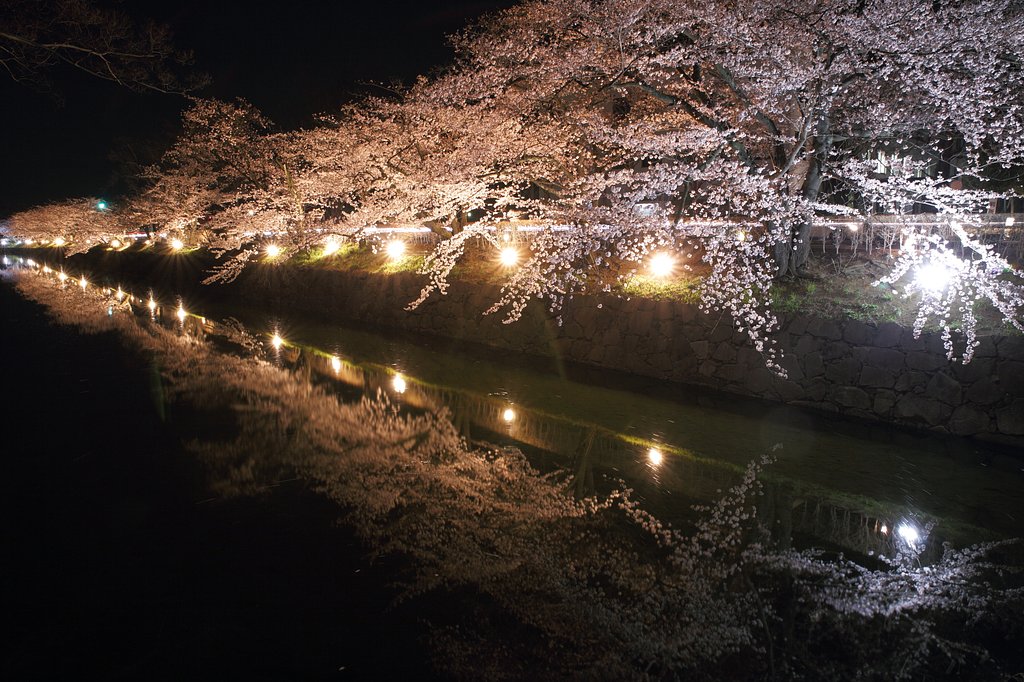 桜の回廊