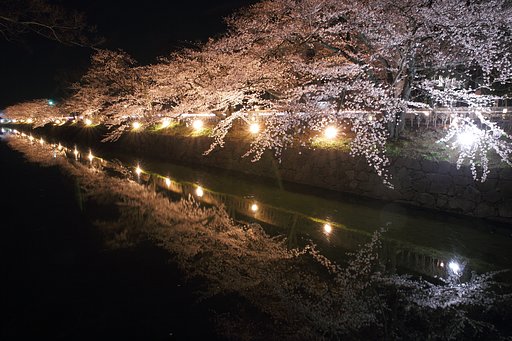 桜の回廊