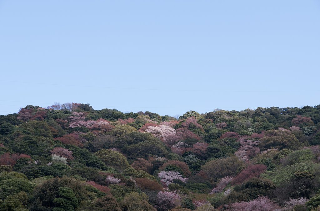 山の桜