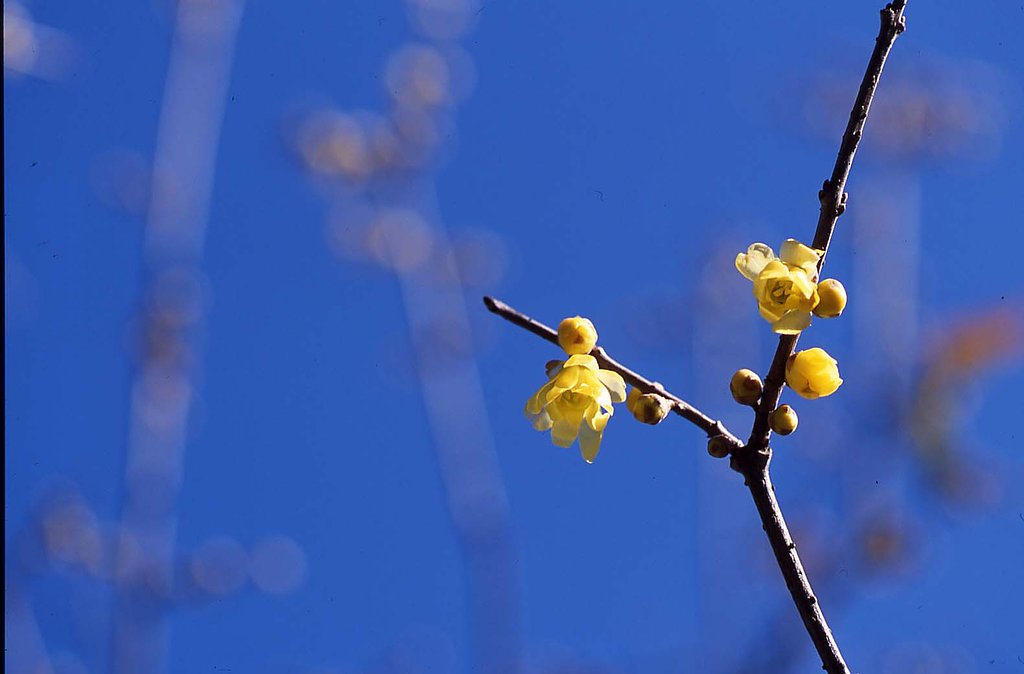 新年（１月）に咲く花