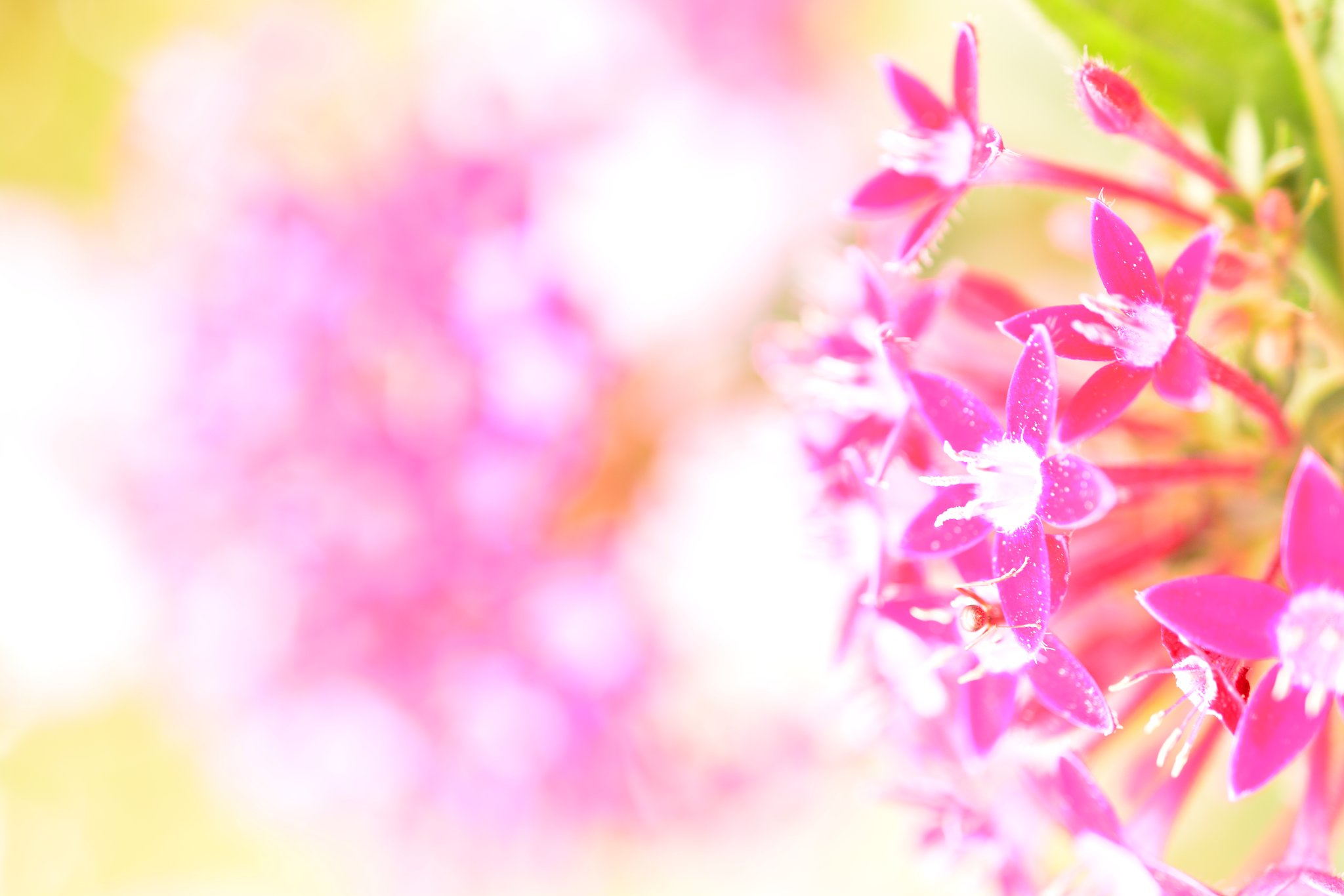 花
