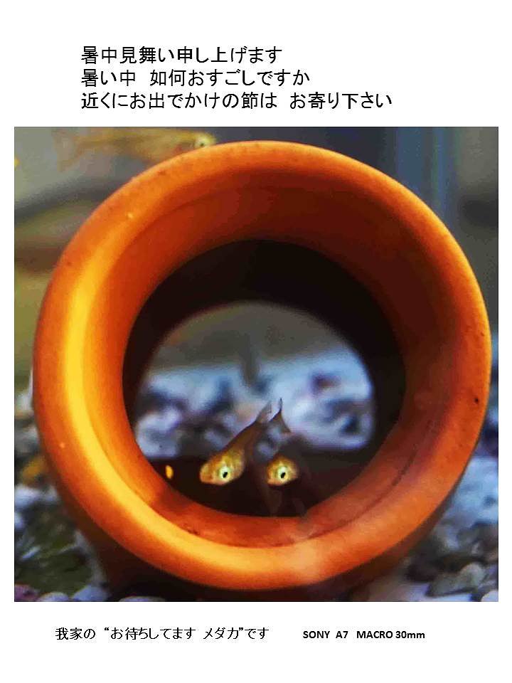 「暑中見舞い」