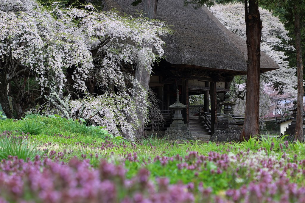 花曇り　朝日をしずめて　薬師堂