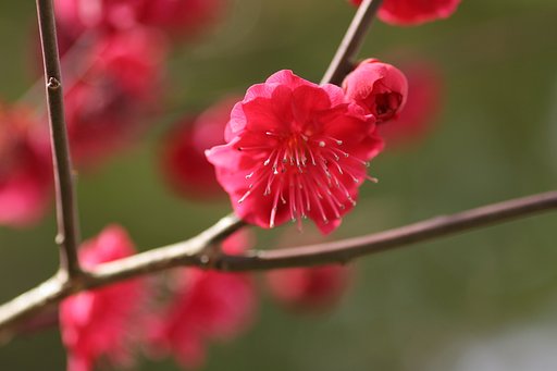 真っ赤