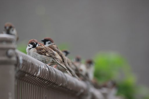 スズメの学校。引率の先生体育会系