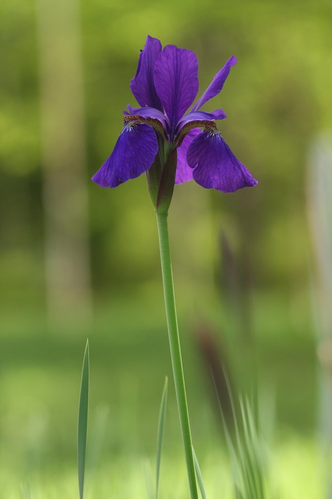 菖蒲