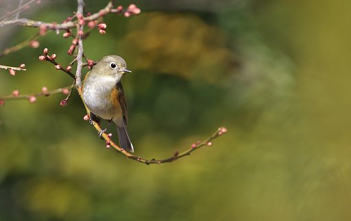お願い