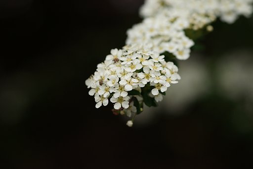 【SOL】小さなコデマリの花に、さらに小さなコガネムシ