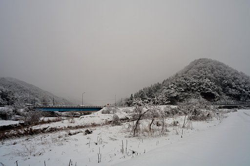 今日も雪が降っています。