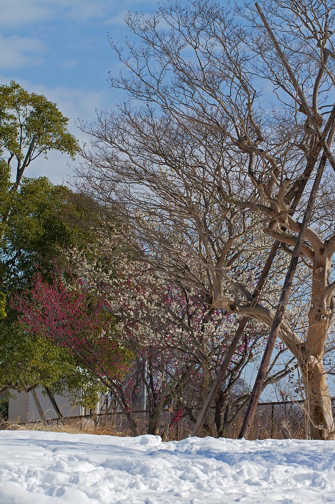 EF100mm F2.8 L IS Macro
