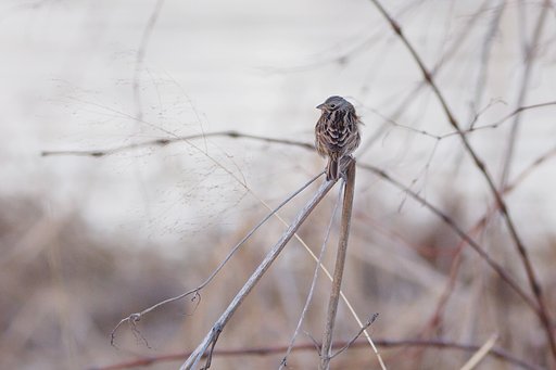 枯れ野のホオアカ
