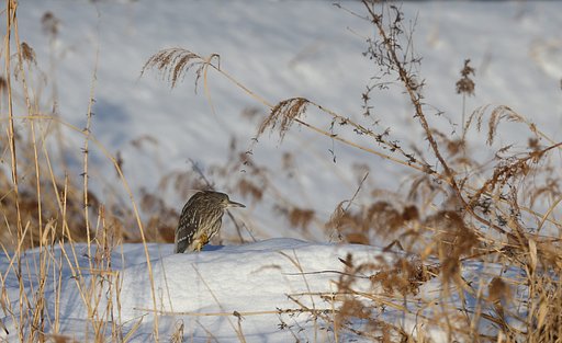 雪中の哲人