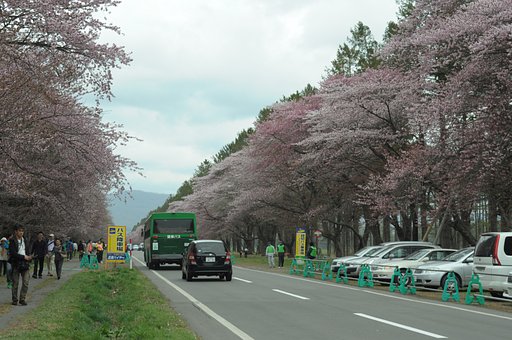 桜並木
