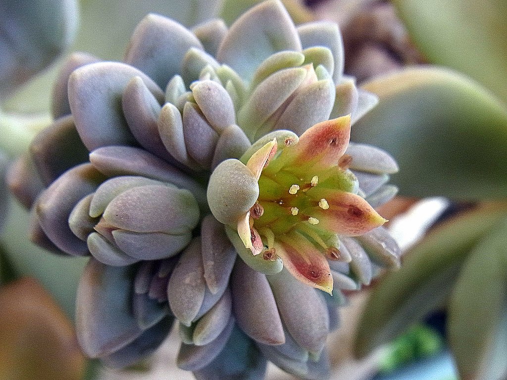 多肉植物の花
