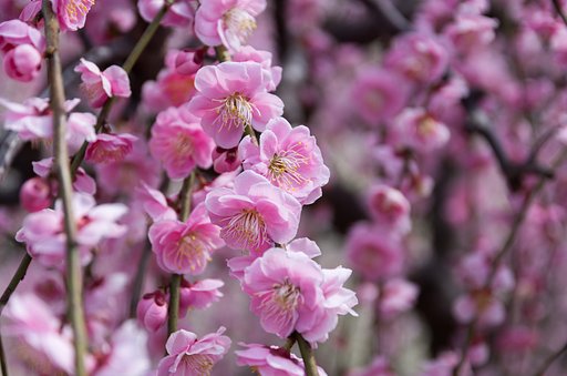 花暖簾