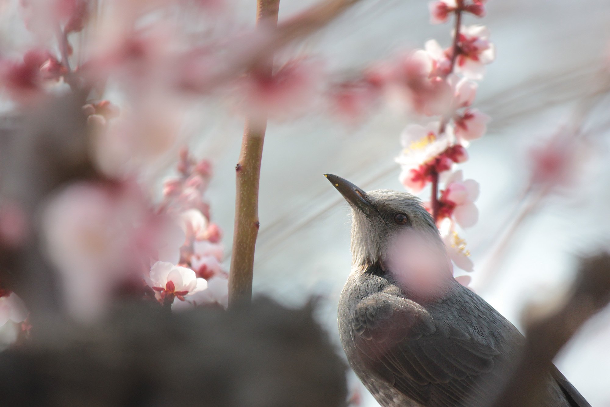 着飾ってみた春のヒヨドリ