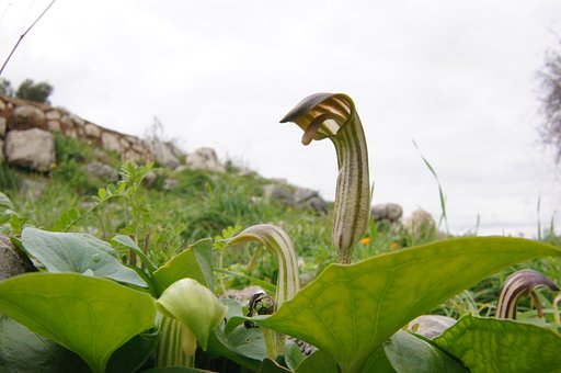 ミケーネの食虫植物？