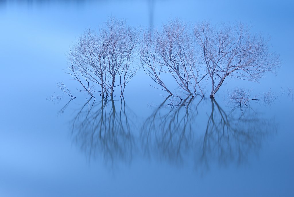 水中の木