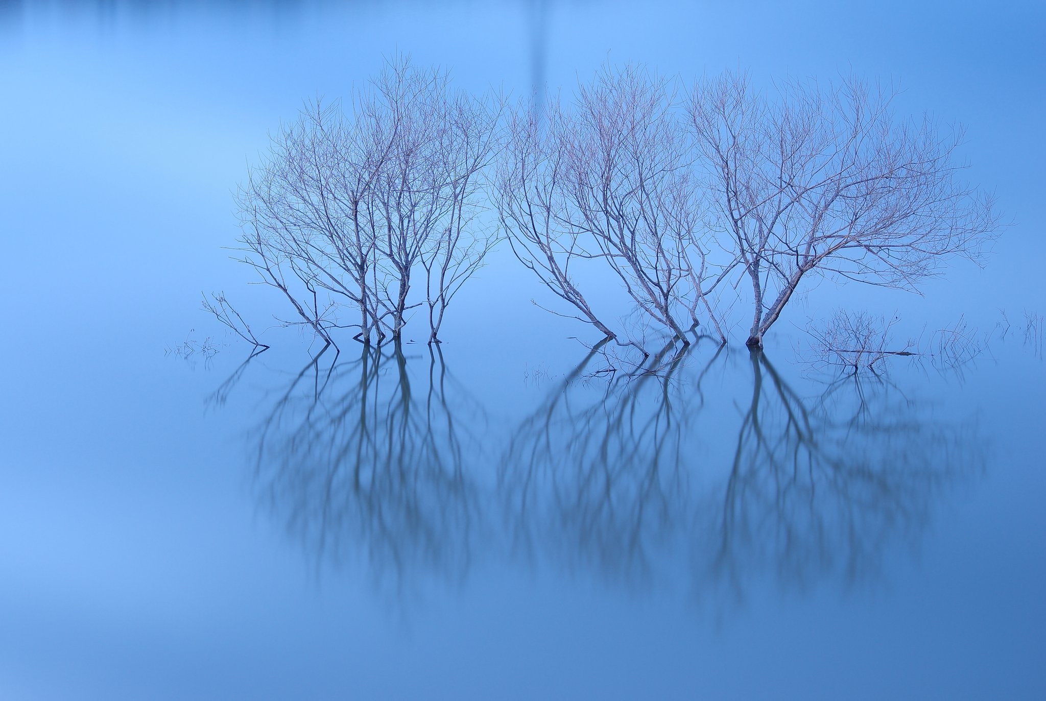 水中の木